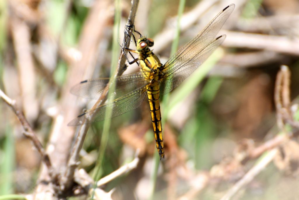 Orthetrum cancellatum femmina?